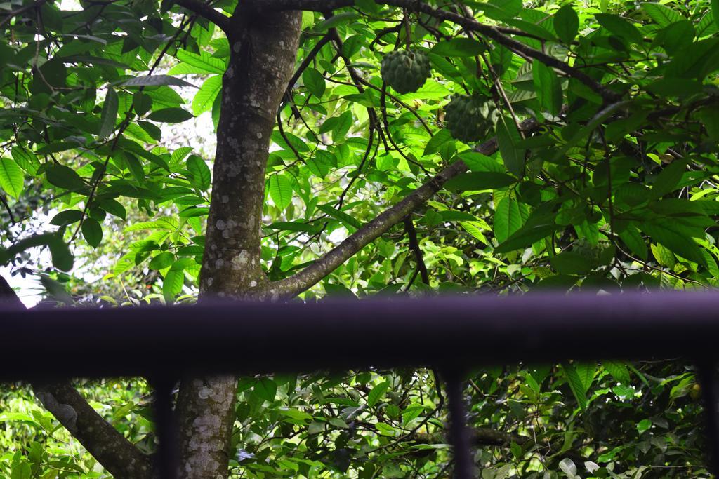 Avaana By Springhills Hotel Kandy Kültér fotó