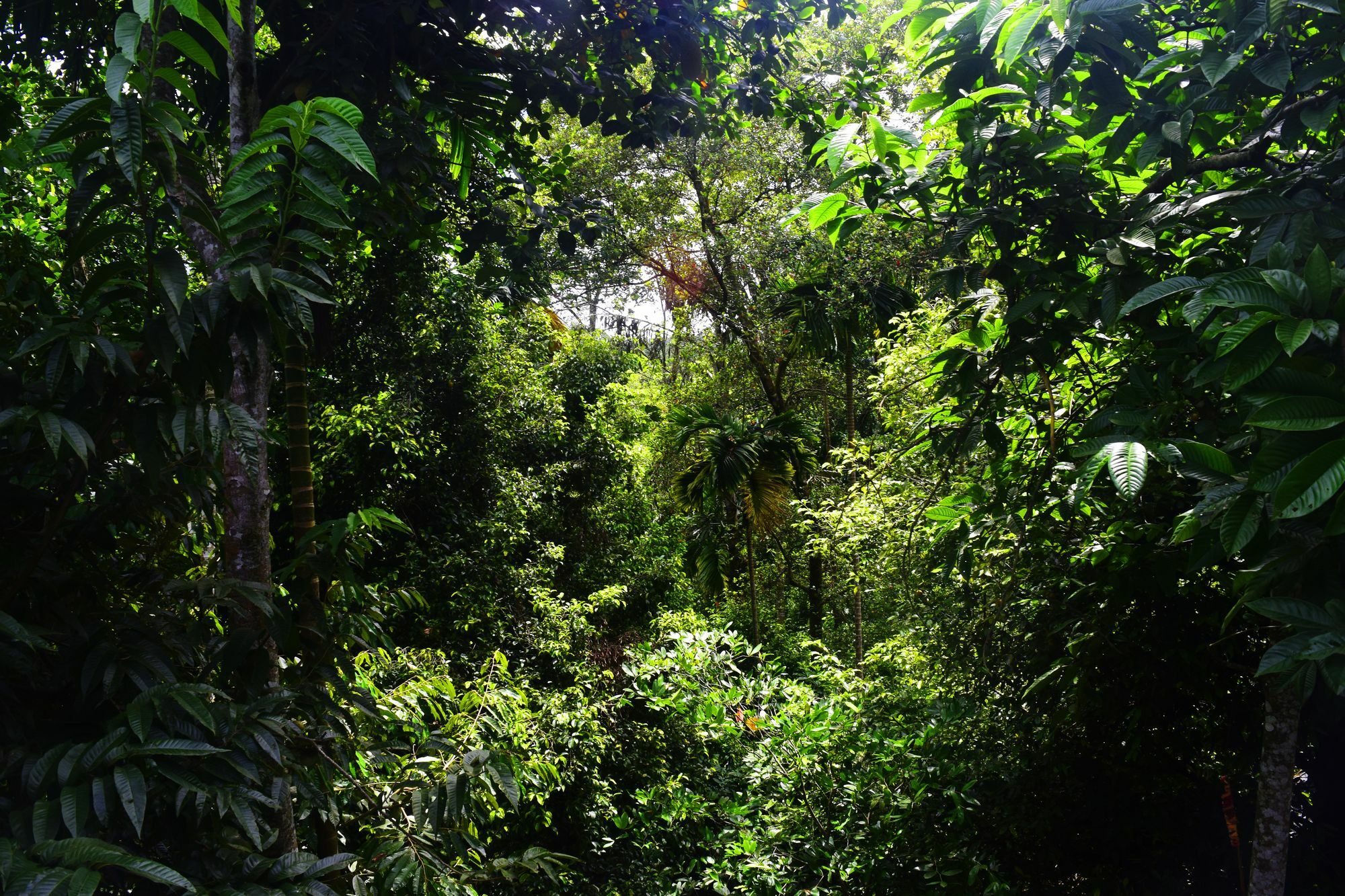 Avaana By Springhills Hotel Kandy Kültér fotó